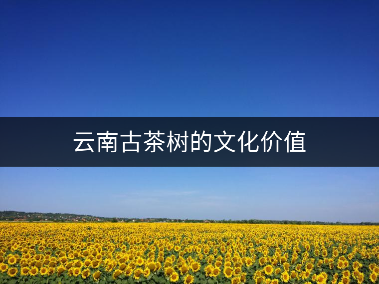 云南古茶樹的文化價值 云南古茶樹的文化價值