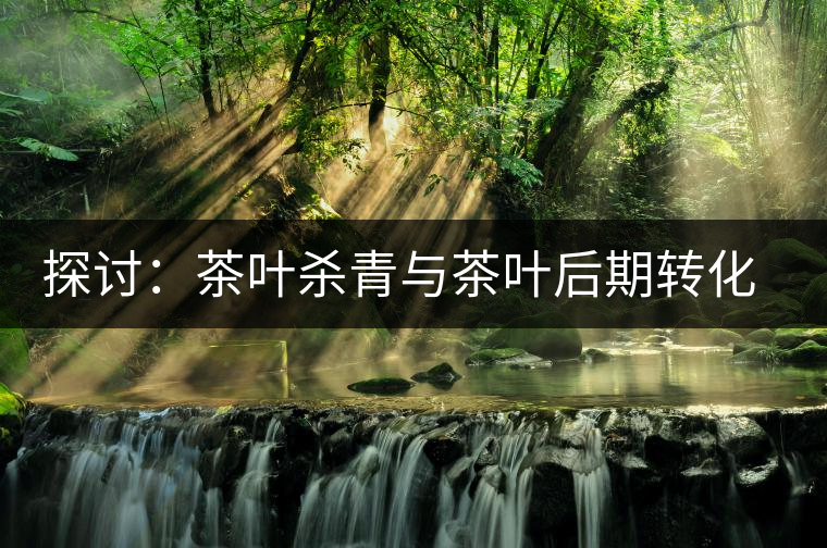 探討：茶葉殺青與茶葉后期轉化有什么關系？