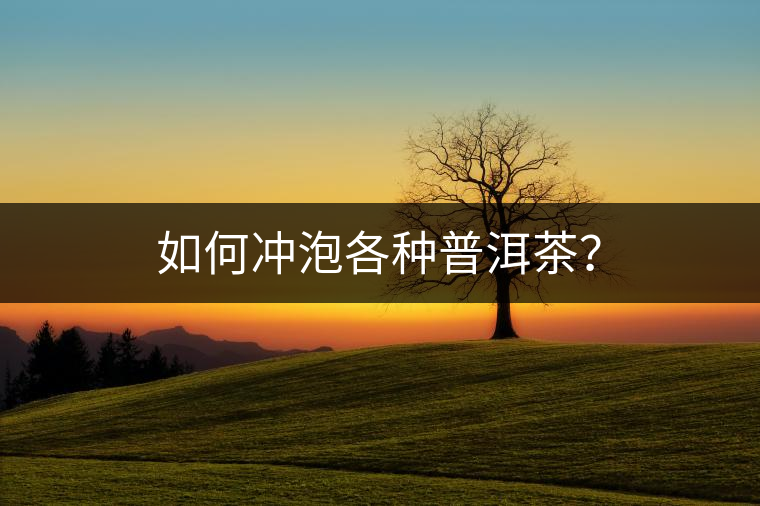 如何沖泡各種普洱茶? 如何沖泡各種普洱茶?