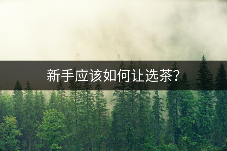 新手應該如何讓選茶? 新手應該如何讓選茶?