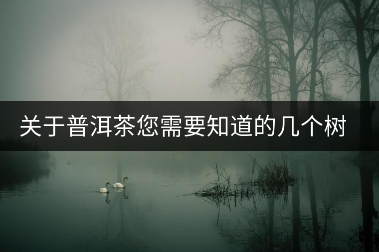 關(guān)于普洱茶您需要知道的幾個樹種 關(guān)于普洱茶您需要知道的幾個樹種
