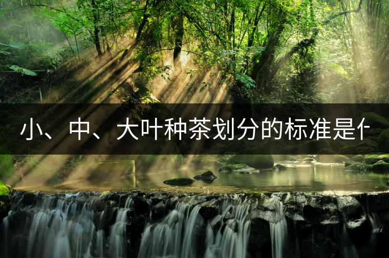 小、中、大葉種茶劃分的標準是什么？