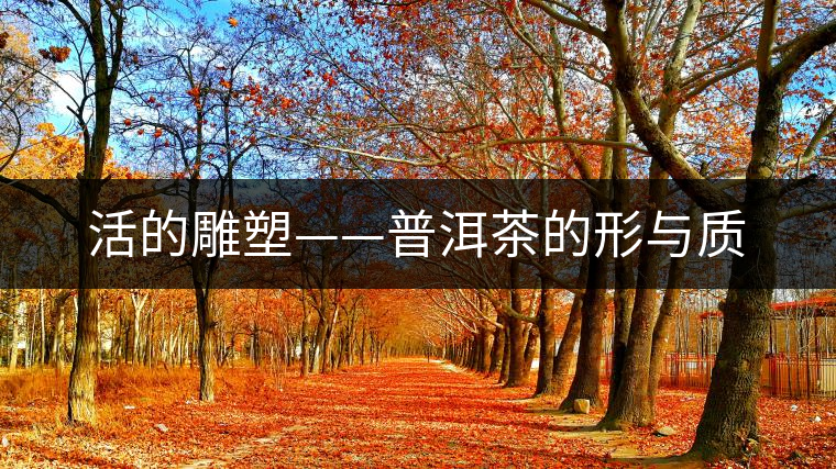 活的雕塑——普洱茶的形與質