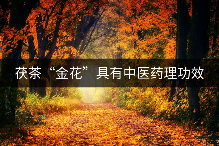 茯茶“金花”具有中醫藥理功效 茯茶“金花”具有中醫藥理功效