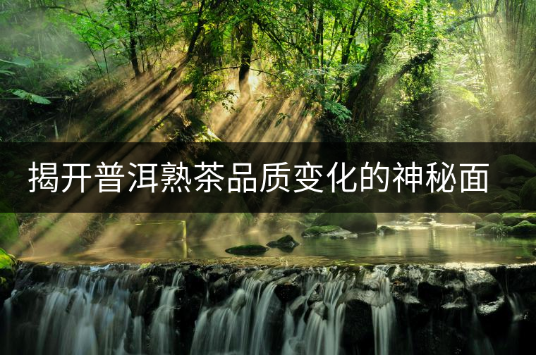 揭開普洱熟茶品質(zhì)變化的神秘面紗