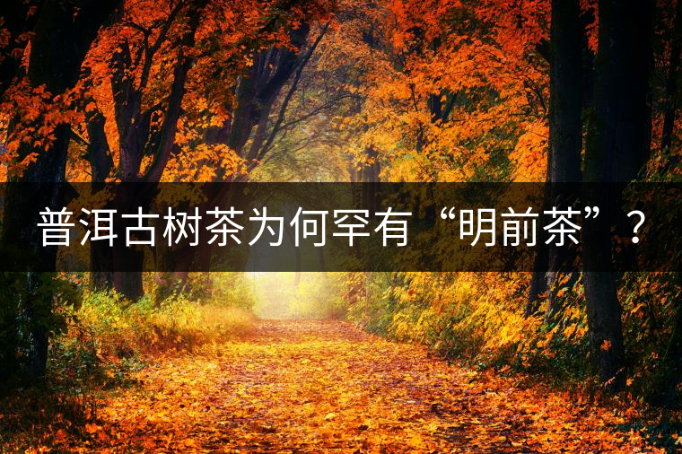 普洱古樹茶為何罕有“明前茶”? 普洱古樹茶為何罕有“明前茶”?