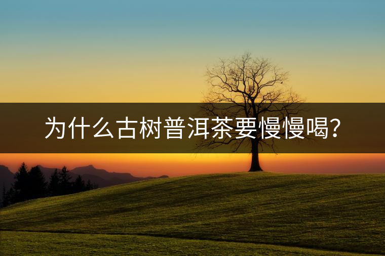 為什么古樹普洱茶要慢慢喝? 為什么古樹普洱茶要慢慢喝?
