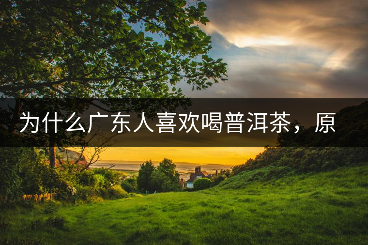 為什么廣東人喜歡喝普洱茶,原因你絕對想不到! 為什么廣東人喜歡喝普洱茶,原因你絕對想不到!