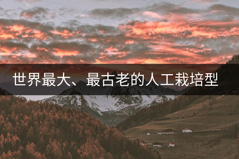 世界最大、最古老的人工栽培型的古茶樹——香竹箐茶祖