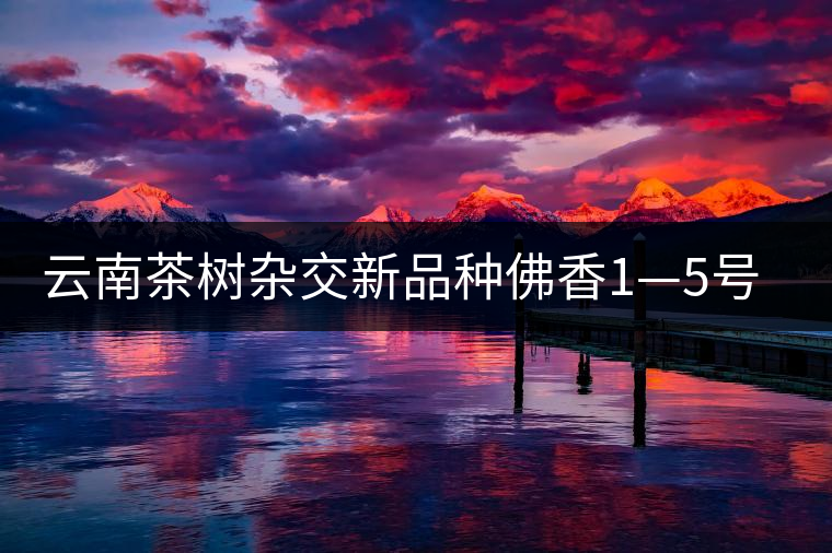 云南茶樹(shù)雜交新品種佛香1—5號(hào)介紹 云南茶樹(shù)雜交新品種佛香1—5號(hào)介紹