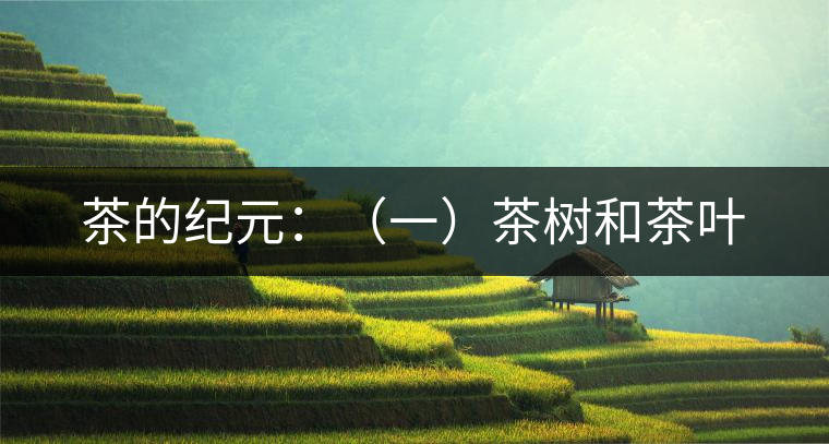 茶的紀元:(一)茶樹和茶葉 茶的紀元:(一)茶樹和茶葉