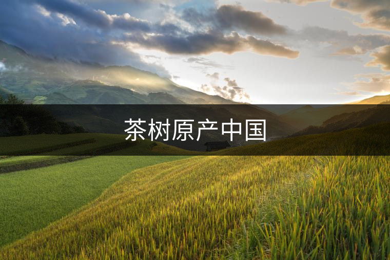 茶樹原產中國