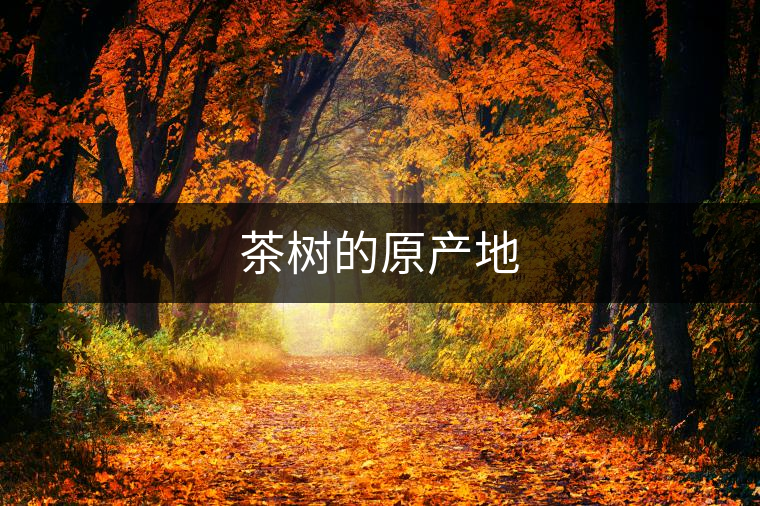 茶樹的原產地