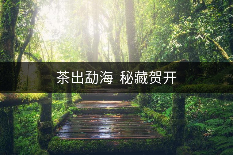 茶出勐海 秘藏賀開 茶出勐海 秘藏賀開