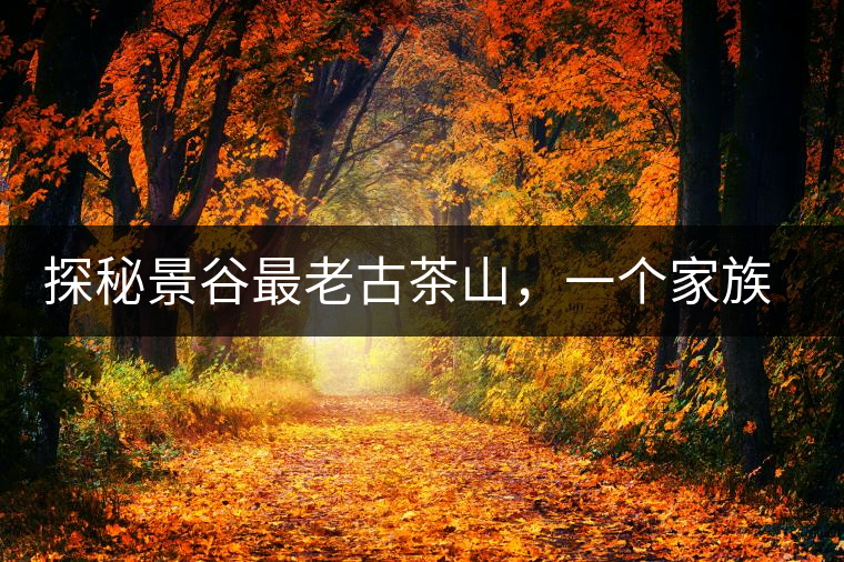 探秘景谷最老古茶山,一個(gè)家族的興茶往事 探秘景谷最老古茶山,一個(gè)家族的興茶往事