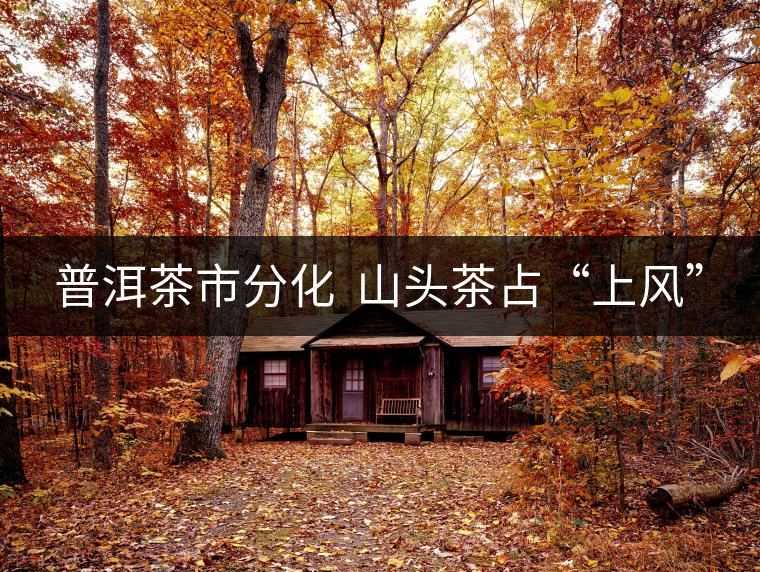 普洱茶市分化 山頭茶占“上風” 普洱茶市分化 山頭茶占“上風”