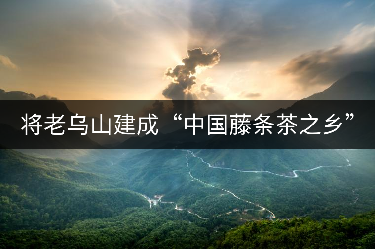 將老烏山建成“中國藤條茶之鄉”