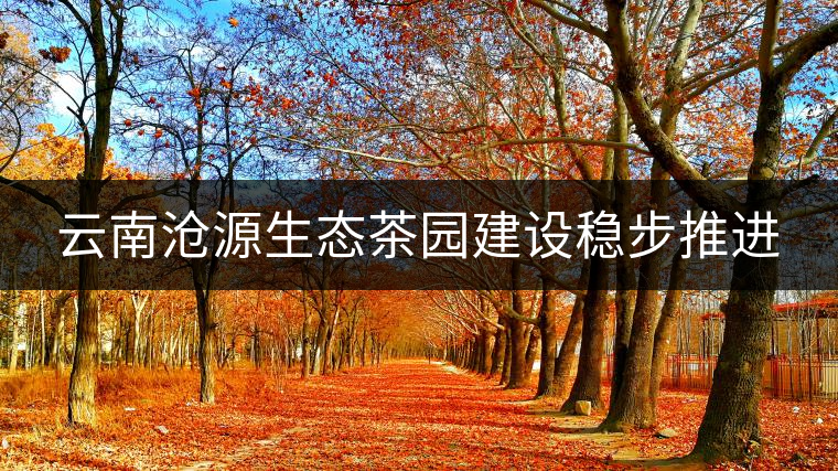 云南滄源生態茶園建設穩步推進 云南滄源生態茶園建設穩步推進