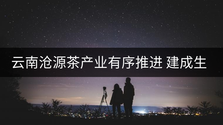 云南滄源茶產業有序推進 建成生態茶園近15萬畝