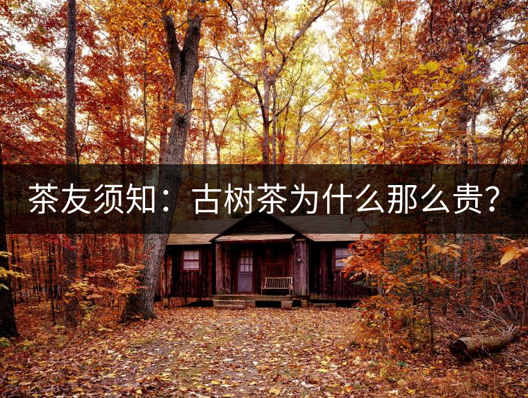 茶友須知:古樹茶為什么那么貴? 茶友須知:古樹茶為什么那么貴?