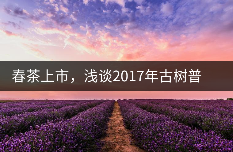 春茶上市,淺談2017年古樹普洱茶的市場增值潛力 春茶上市,淺談2017年古樹普洱茶的市場增值潛力