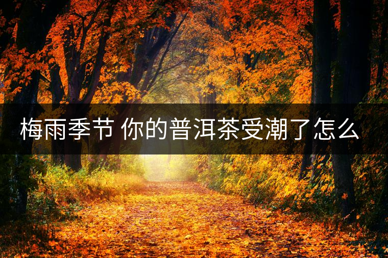 梅雨季節 你的普洱茶受潮了怎么辦? 梅雨季節 你的普洱茶受潮了怎么辦?