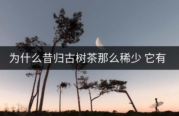 為什么昔歸古樹(shù)茶那么稀少 它有什么特點(diǎn)? 為什么昔歸古樹(shù)茶那么稀少 它有什么特點(diǎn)?