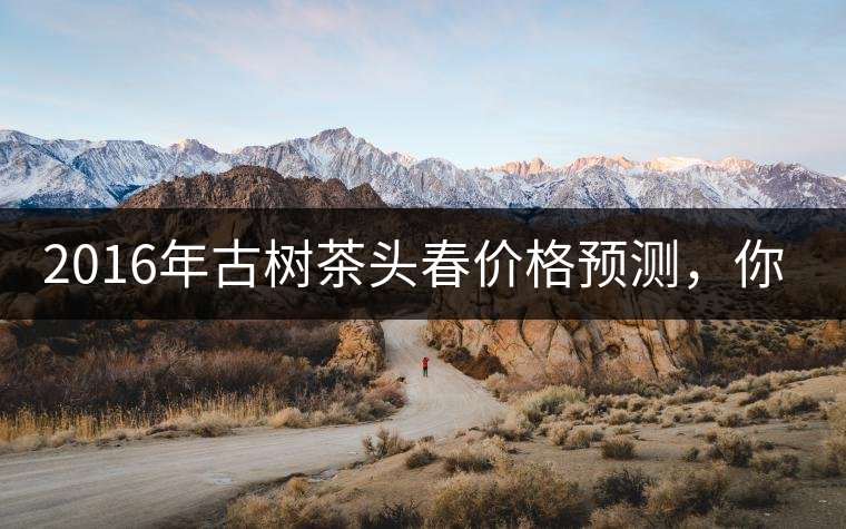 2016年古樹茶頭春價格預測,你怎么看? 2016年古樹茶頭春價格預測,你怎么看?