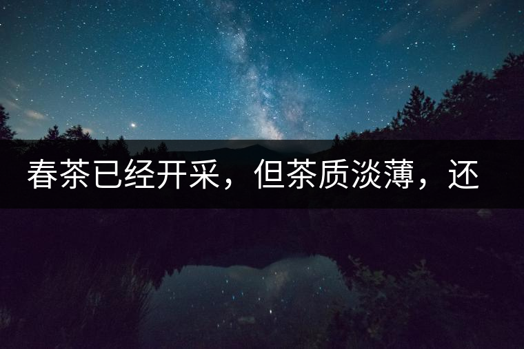 春茶已經開采，但茶質淡薄，還需一兩周