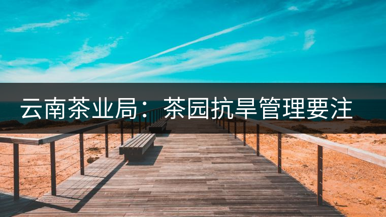 云南茶業局：茶園抗旱管理要注意的幾點