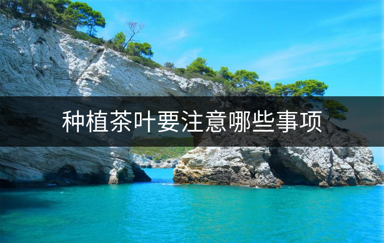 種植茶葉要注意哪些事項 種植茶葉要注意哪些事項