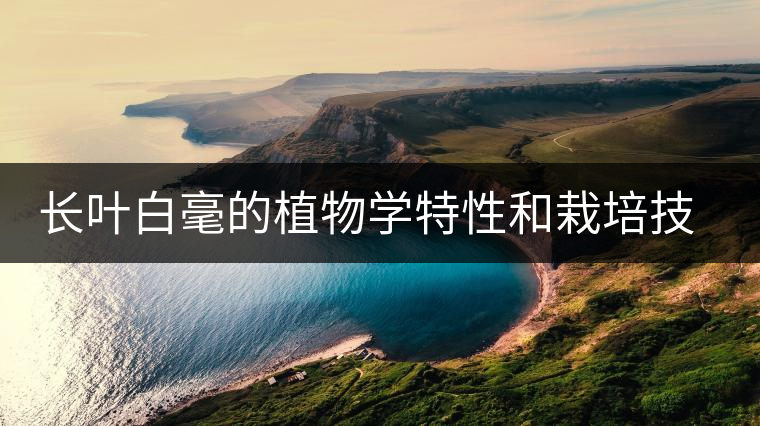 長葉白毫的植物學特性和栽培技術