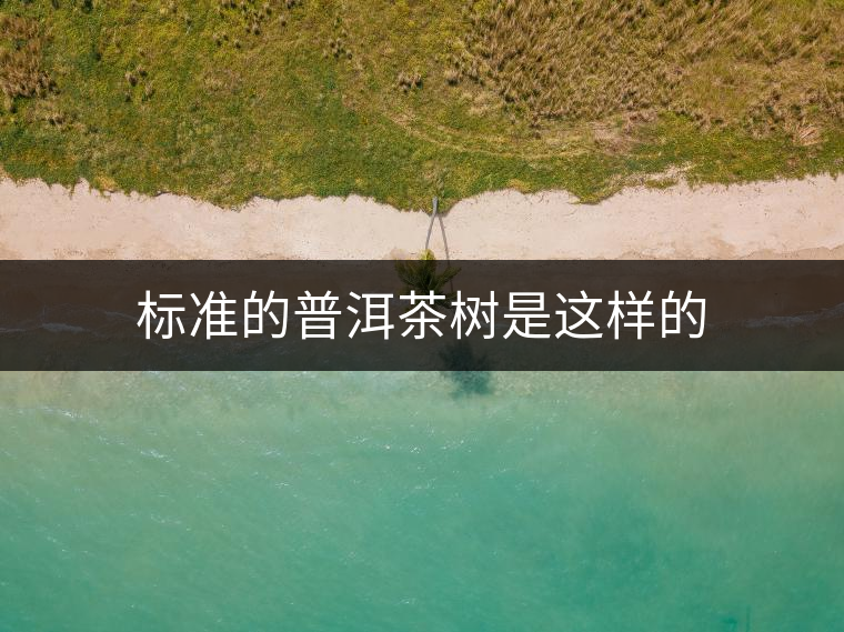 標準的普洱茶樹是這樣的 標準的普洱茶樹是這樣的