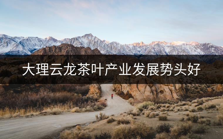 大理云龍茶葉產業發展勢頭好