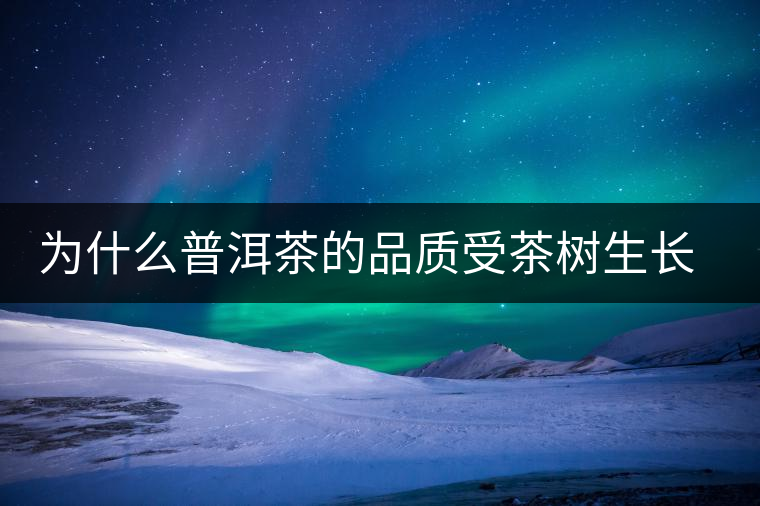為什么普洱茶的品質受茶樹生長環境的影響？