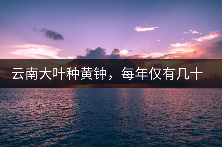 云南大葉種黃鐘,每年僅有幾十公斤的產量,堪稱茶界的“大熊貓” 云南大葉種黃鐘,每年僅有幾十公斤的產量,堪稱茶界的“大熊貓”