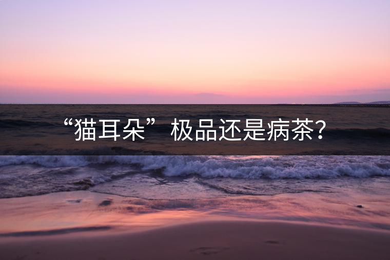 “貓耳朵”極品還是病茶? “貓耳朵”極品還是病茶?
