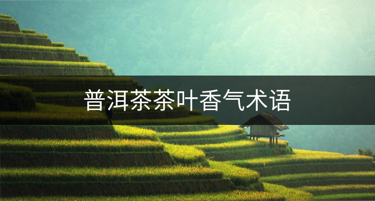 普洱茶茶葉香氣術語