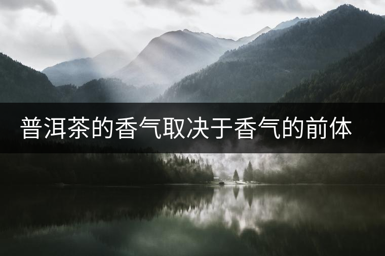 普洱茶的香氣取決于香氣的前體物質 普洱茶的香氣取決于香氣的前體物質