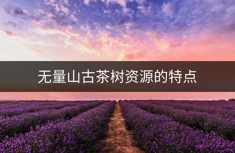 無量山古茶樹資源的特點