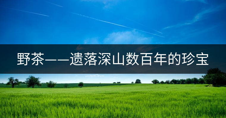 野茶——遺落深山數百年的珍寶