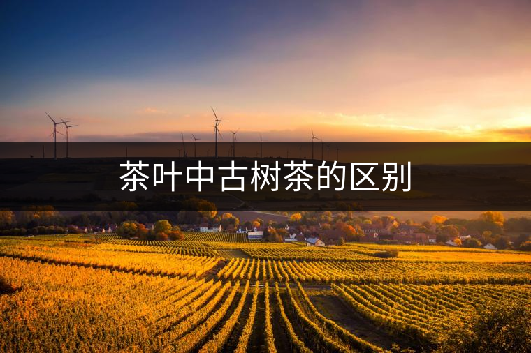 茶葉中古樹茶的區別