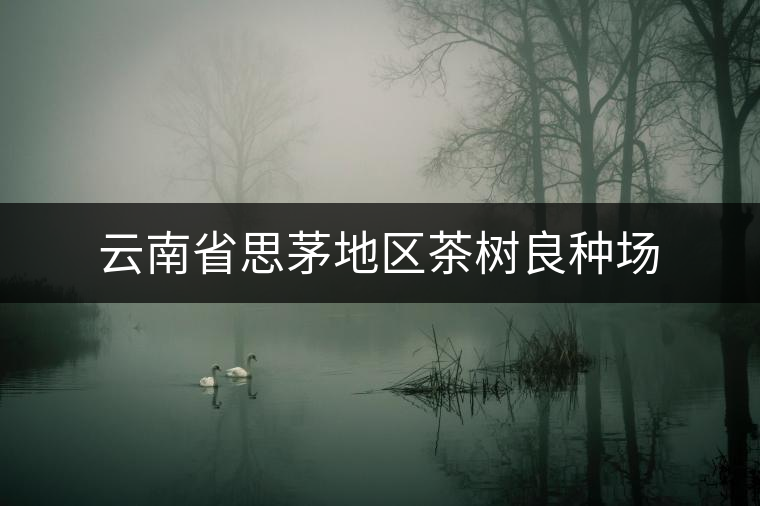 云南省思茅地區茶樹良種場 云南省思茅地區茶樹良種場