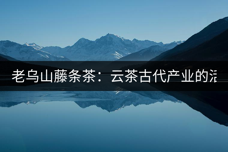 老烏山藤條茶:云茶古代產業的活見證(1) 老烏山藤條茶:云茶古代產業的活見證(1)