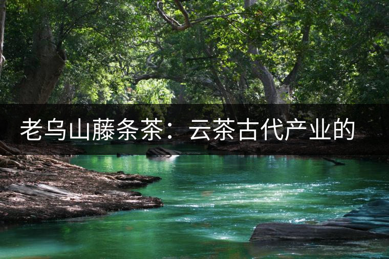 老烏山藤條茶:云茶古代產業的活見證(3)傳統種植成就了普洱古茶樹 老烏山藤條茶:云茶古代產業的活見證(3)傳統種植成就了普洱古茶樹