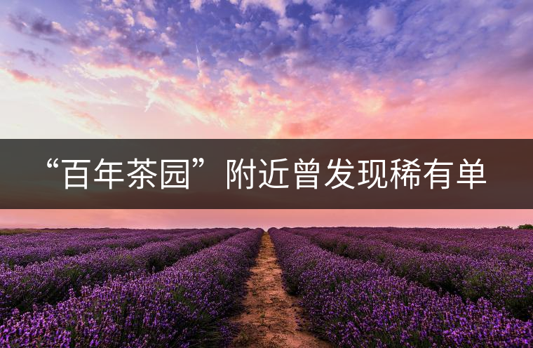 “百年茶園”附近曾發現稀有單株“紫陽一號” “百年茶園”附近曾發現稀有單株“紫陽一號”