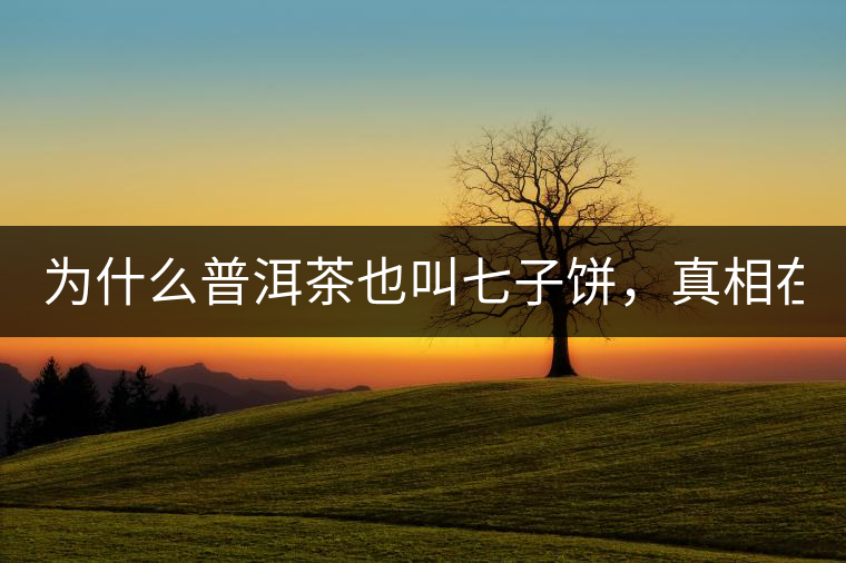 為什么普洱茶也叫七子餅,真相在這里! 為什么普洱茶也叫七子餅,真相在這里!