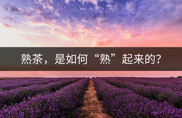 熟茶，是如何“熟”起來的？