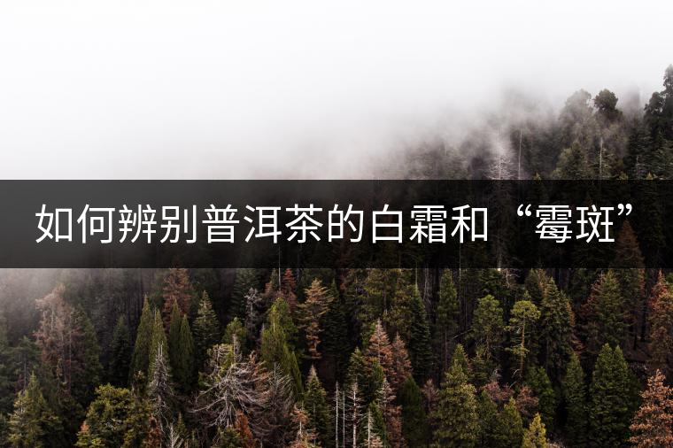 如何辨別普洱茶的白霜和“霉斑”? 如何辨別普洱茶的白霜和“霉斑”?