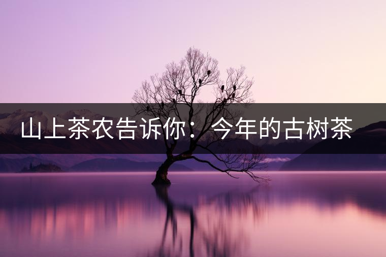 山上茶農(nóng)告訴你:今年的古樹茶為什么那么貴? 山上茶農(nóng)告訴你:今年的古樹茶為什么那么貴?